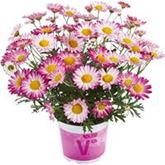 Sommerblumen 'Blütenträume Weiß Mischung'