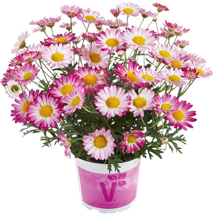 Sommerblumen 'Blütenträume Weiß Mischung'