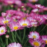 Sommerblumen 'Blütenträume Weiß Mischung'