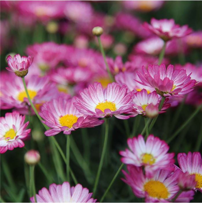 Sommerblumen 'Blütenträume Weiß Mischung'