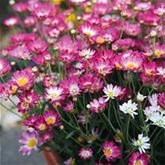 Sommerblumen 'Blütenträume Weiß Mischung'