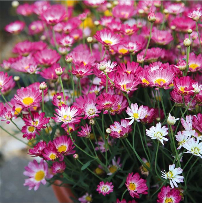 Sommerblumen 'Blütenträume Weiß Mischung'
