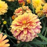 Strauchmargerite 'Aramis® Double Apricot'