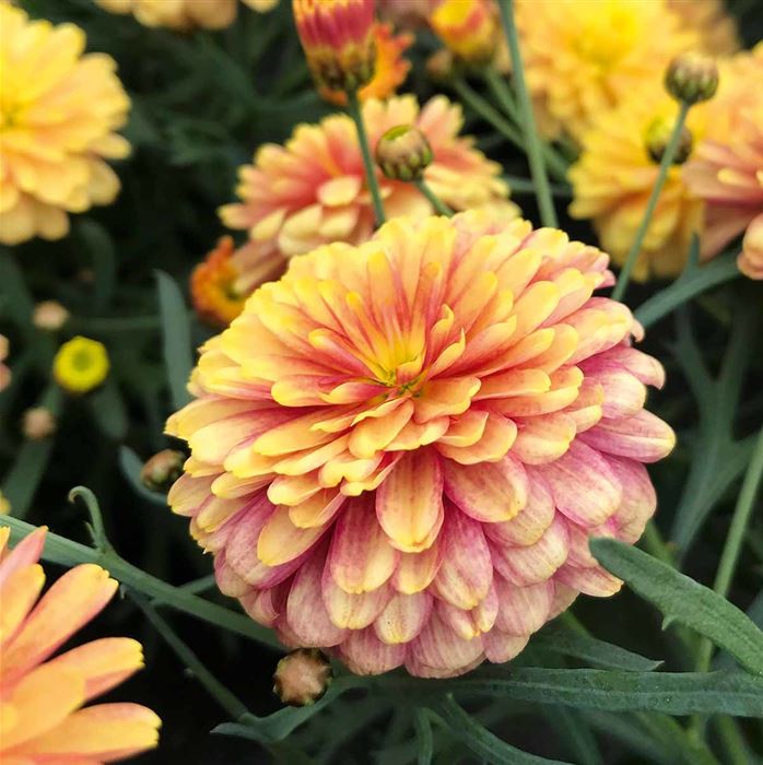 Strauchmargerite 'Aramis® Double Apricot'