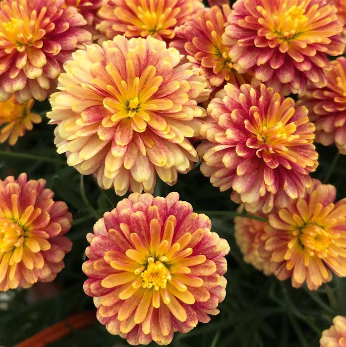 Strauchmargerite 'Aramis® Double Apricot'