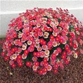 Strauchmargerite 'Aramis® Fire' Strauchmargerite 'Aramis® Fire'