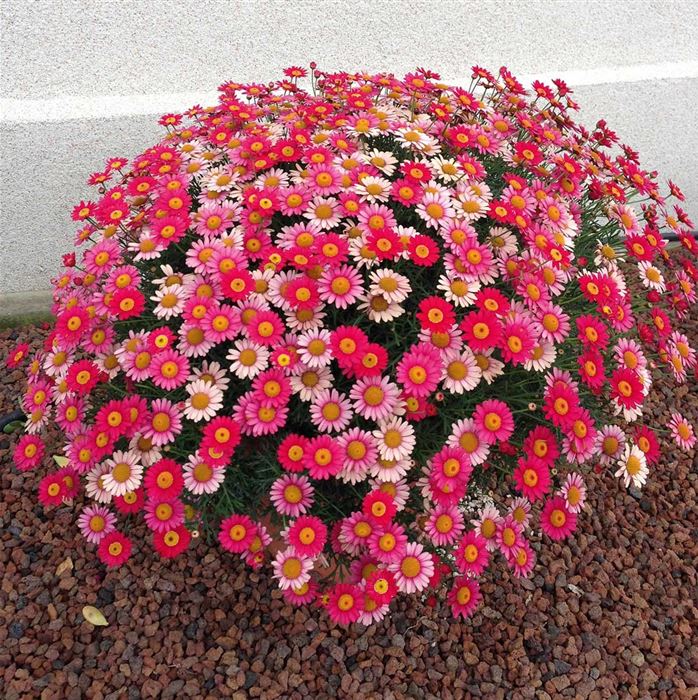 Strauchmargerite 'Aramis® Fire' Strauchmargerite 'Aramis® Fire'