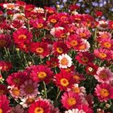Strauchmargerite 'Aramis® Fire' Strauchmargerite 'Aramis® Fire'