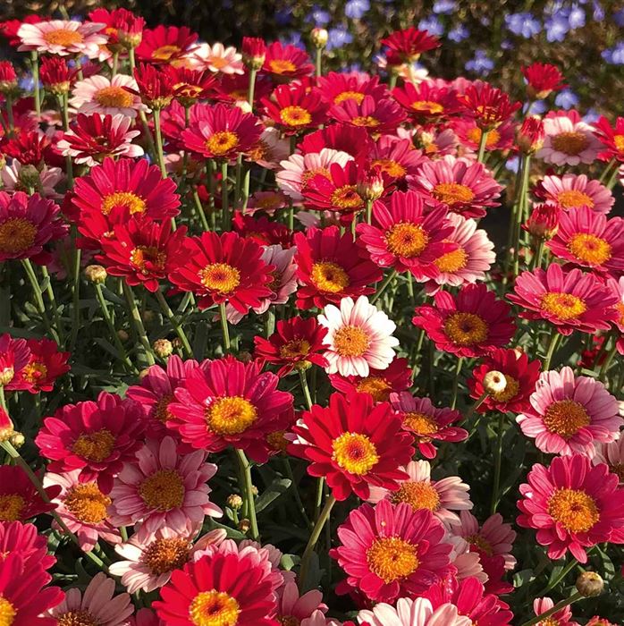 Strauchmargerite 'Aramis® Fire' Strauchmargerite 'Aramis® Fire'