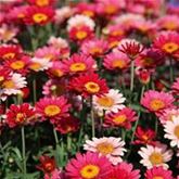 Strauchmargerite 'Aramis® Fire' Strauchmargerite 'Aramis® Fire'