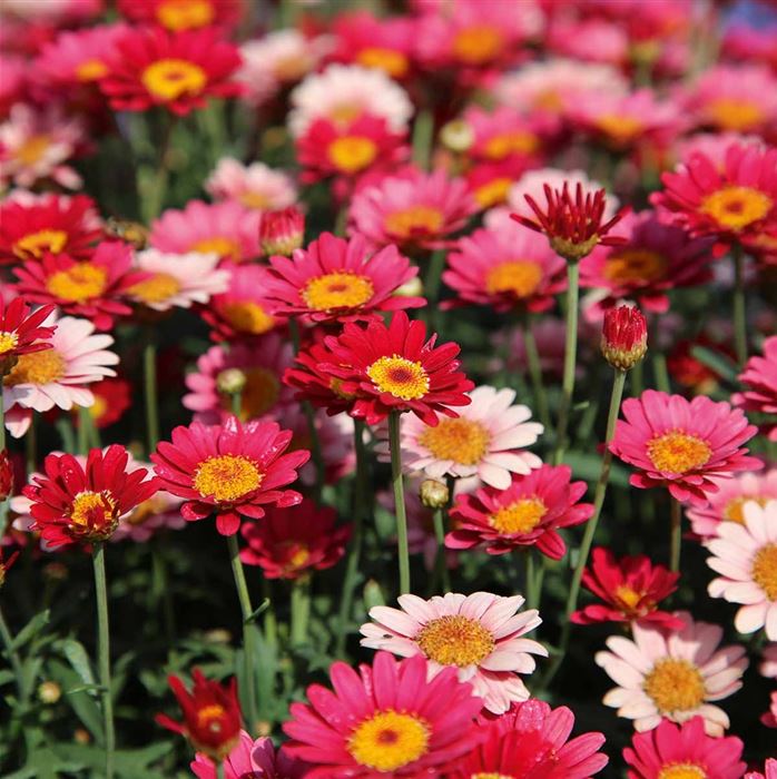Strauchmargerite 'Aramis® Fire' Strauchmargerite 'Aramis® Fire'