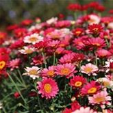 Strauchmargerite 'Aramis® Fire' Strauchmargerite 'Aramis® Fire'