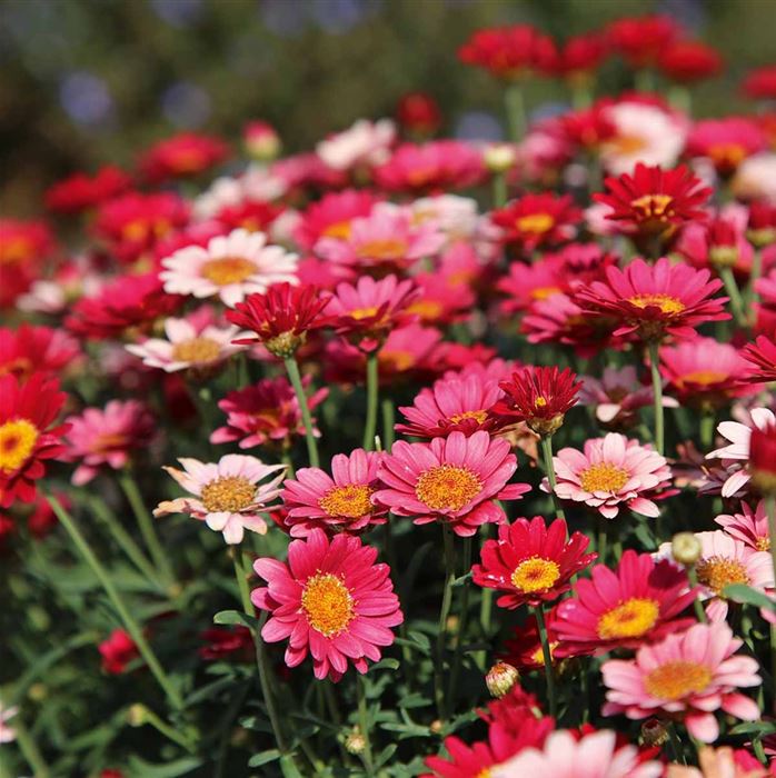 Strauchmargerite 'Aramis® Fire' Strauchmargerite 'Aramis® Fire'