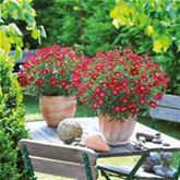 Strauchmargerite 'Aramis® Red'