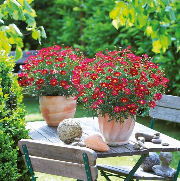 Strauchmargerite 'Aramis® Red'