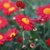 Strauchmargerite 'Aramis® Red'