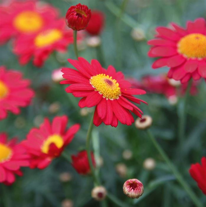 Strauchmargerite 'Aramis® Red'