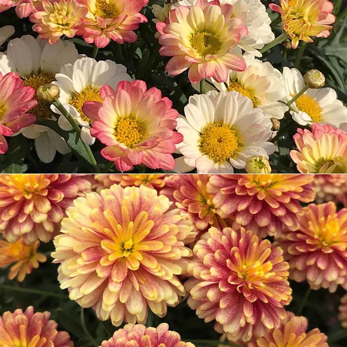 Strauchmargeriten-Mix 'Aramis® Apricot'