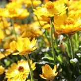 Strohblume 'Nevada Gold'