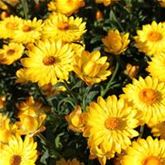 Strohblume 'Nevada Gold'