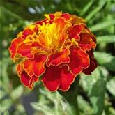 Tagetes 'Texana Bolero'