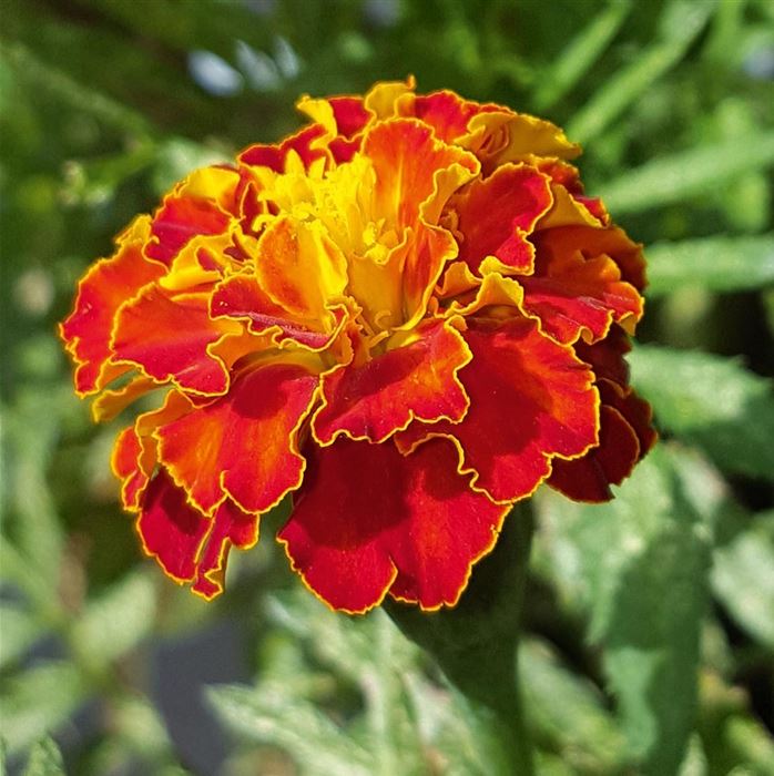 Tagetes 'Texana Bolero'