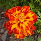 Tagetes 'Texana Bolero'