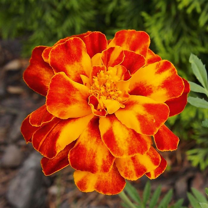 Tagetes 'Texana Bolero'