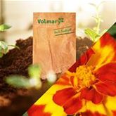 Tagetes 'Texana Bolero'