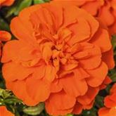 Tagetes 'Texana® Deep Orange'