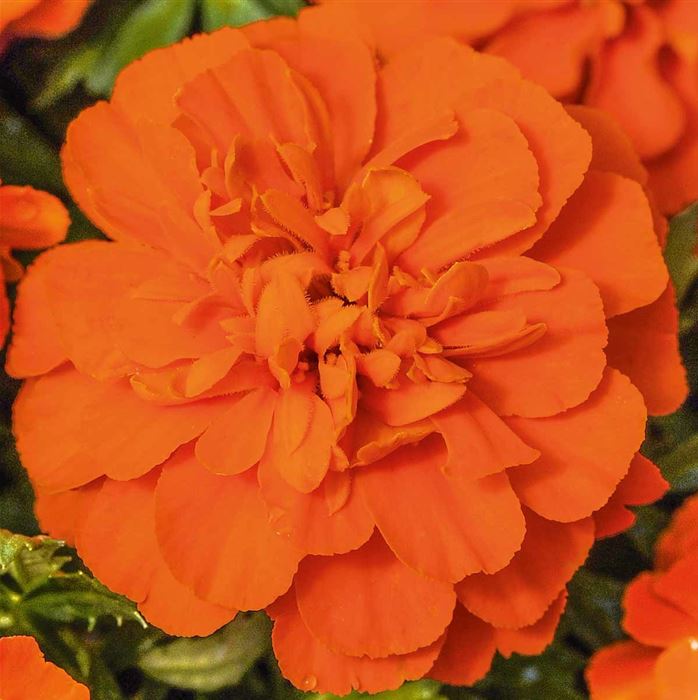 Tagetes 'Texana® Deep Orange'