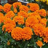 Tagetes 'Texana® Deep Orange'