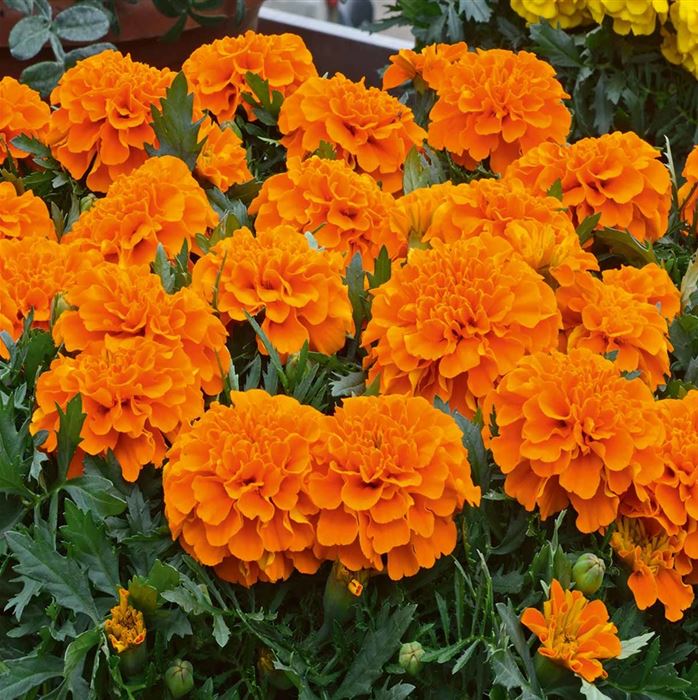 Tagetes 'Texana® Deep Orange'