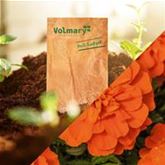 Tagetes 'Texana® Deep Orange'