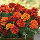 Tagetes 'Texana® Fireball'
