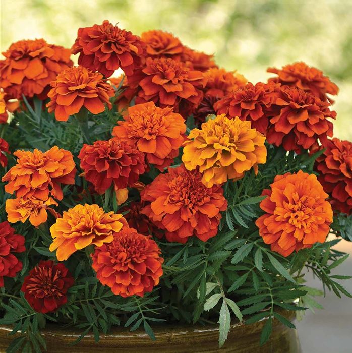 Tagetes 'Texana® Fireball'