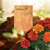 Tagetes 'Texana® Fireball'