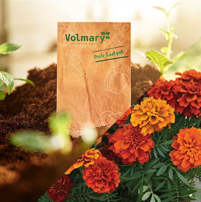 Tagetes 'Texana® Fireball'