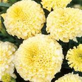 Tagetes 'Vanilla' F1