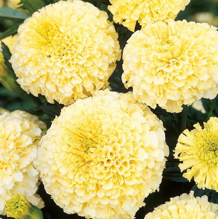 Tagetes 'Vanilla' F1