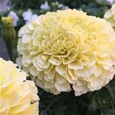 Tagetes 'Vanilla' F1