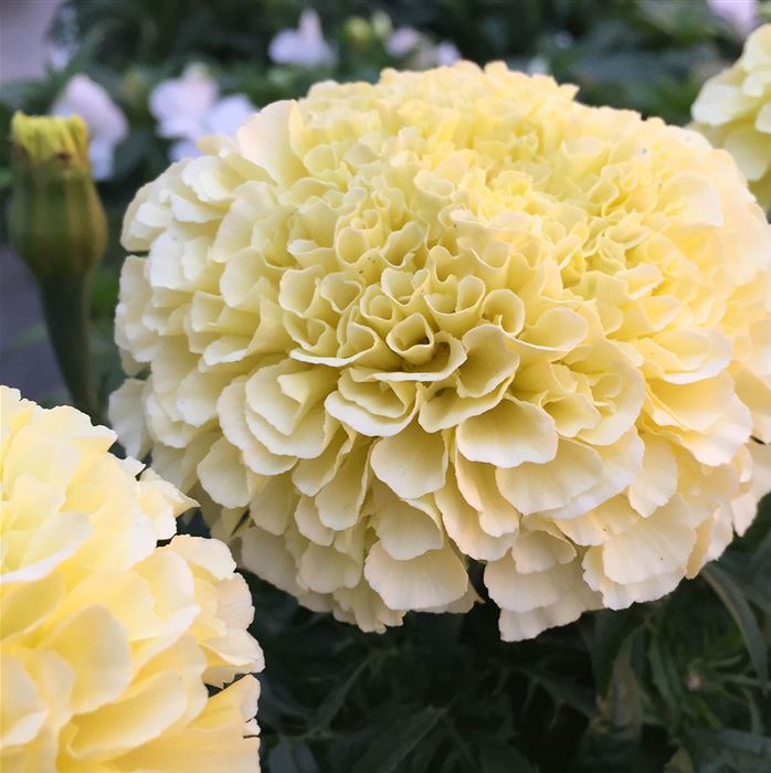 Tagetes 'Vanilla' F1