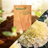 Tagetes 'Vanilla' F1