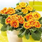 Tiger-Primel 'Solena®' F1