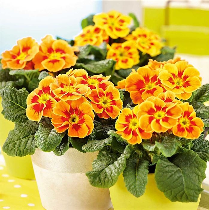 Tiger-Primel 'Solena®' F1