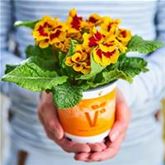 Tiger-Primel 'Solena®' F1