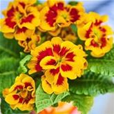 Tiger-Primel 'Solena®' F1