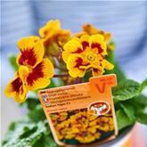 Tiger-Primel 'Solena®' F1