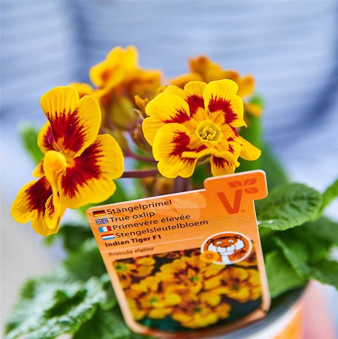 Tiger-Primel 'Solena®' F1