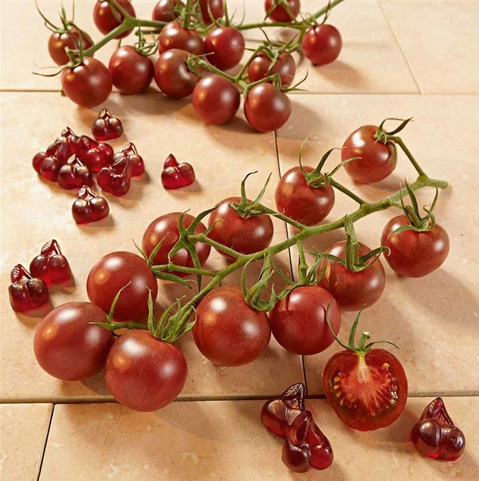 Tomaten 'Black Cherry'